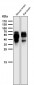 Anti-Phospho-Tau (S202) Rabbit Monoclonal Antibody